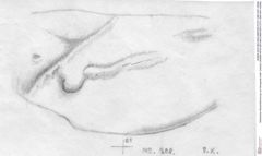 Historische Skizze/Zeichnung von Decapoda indet. (lobster) (NHMW-AFW-GEO-BACHMAYER-FOTO-1990-0041-0208b)